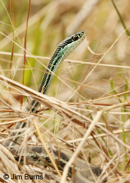 Eastern Ribbon Snake
